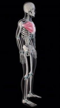 Bu 3 boyutlu animasyon, tüm erkek vücudundaki pektoralis büyük kasları gösteriyor.