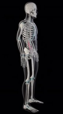 Bu 3 boyutlu animasyon psoas minör kasları gösteriyor tüm erkek vücudunda