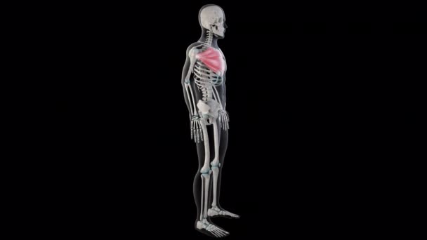 Boyutlu Animasyon Tüm Erkek Vücudundaki Pektoralis Büyük Kasları Gösteriyor — Stok video