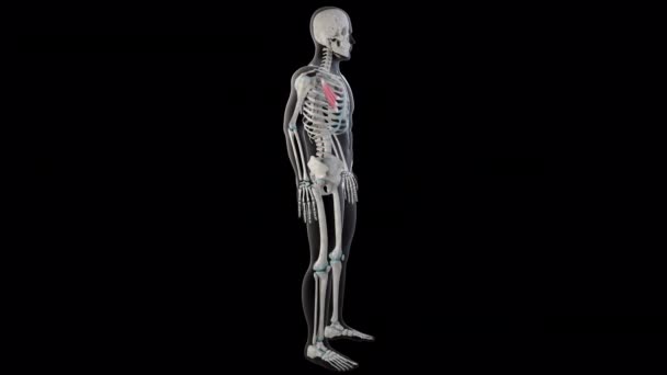 Αυτό Animation Δείχνει Τους Θωρακικούς Μικρούς Μυς Ολόκληρο Ανθρώπινο Σώμα — Αρχείο Βίντεο