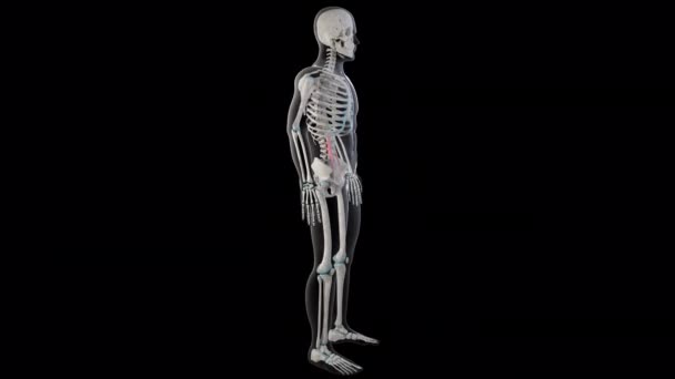 Tato Animace Ukazuje Psoas Menší Svaly Celém Těle Člověka — Stock video