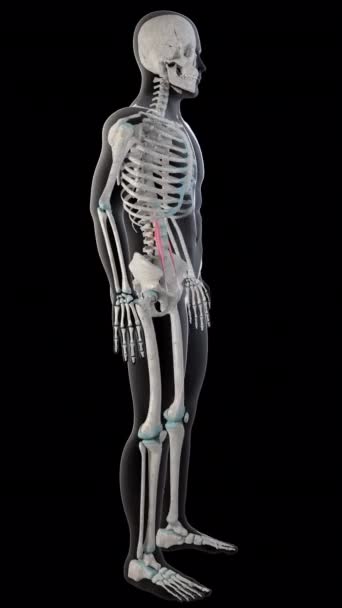 Animation Shows Psoas Minor Muscles Whole Man Body — Stock Video