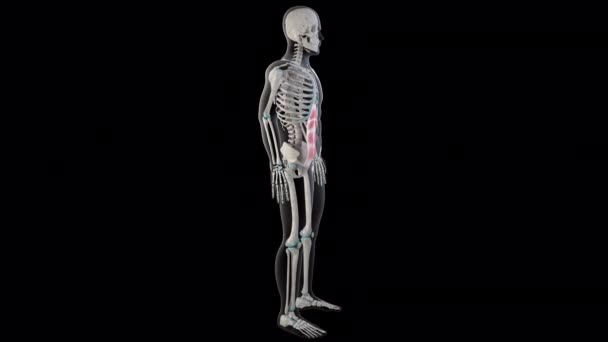 Boyutlu Animasyon Rektus Karın Kaslarının Tüm Insan Vücudunda Olduğunu Gösteriyor — Stok video