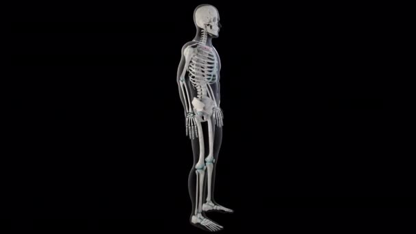 Animation Shows Subclavius Muscles Whole Man Body — Stock Video