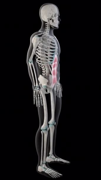 Diese Animation Zeigt Die Geraden Bauchmuskeln Ganzen Körper Des Mannes — Stockvideo