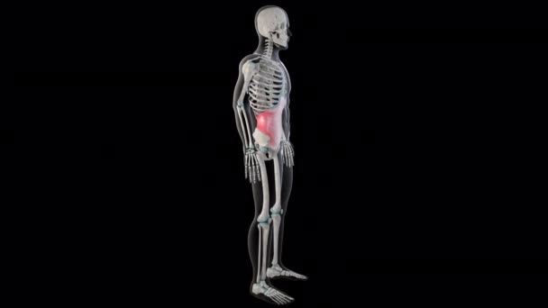 Boyutlu Animasyon Insan Vücudundaki Transversus Abdominis Kaslarını Gösteriyor — Stok video