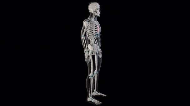 Diese Animation Zeigt Die Transversen Brustmuskeln Ganzen Körper Des Mannes — Stockvideo