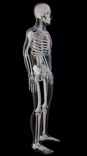 この3Dアニメーションは 全人体の横断的なサラキシスの筋肉を示しています — ストック動画
