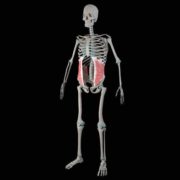 这个3D动画展示了一个男人身体上的腹部斜肌 — 图库照片