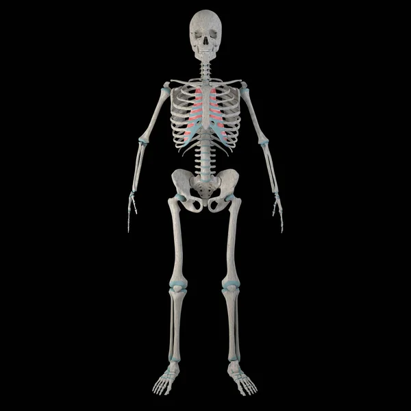 Esta Ilustração Mostra Músculos Intercostais Internos Corpo Humano Masculino — Fotografia de Stock