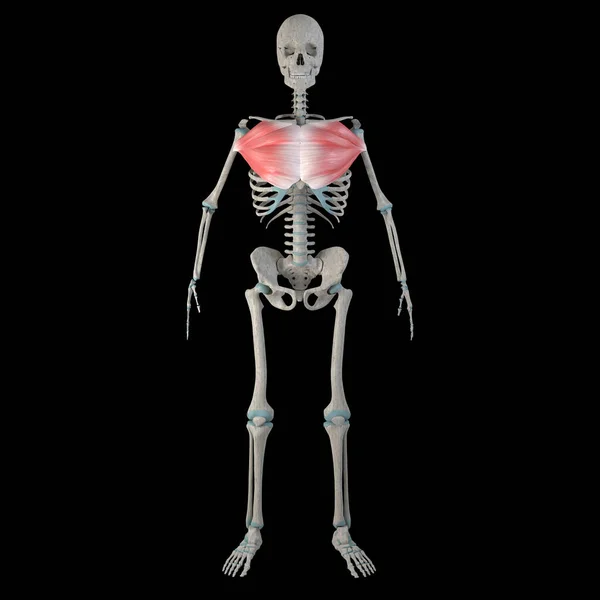 Esta Animación Muestra Los Músculos Pectorales Mayores Boby Humano Masculino —  Fotos de Stock