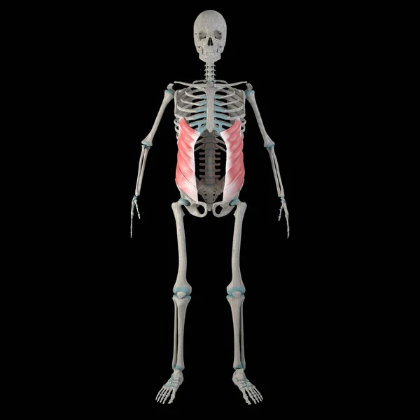 这个3D动画展示了男性身体上的外腹部斜肌 — 图库照片