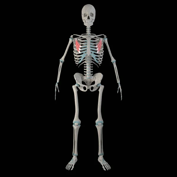 这个3D动画展示了一个男人胸部的小肌肉 — 图库照片