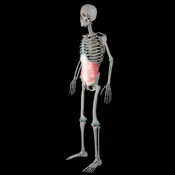 这个3D动画展示了一个男人身体上的横腹肌肉 — 图库照片