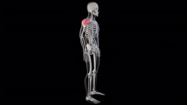 Animation Shows Deltoid Muscles Whole Man Body — Stock Video