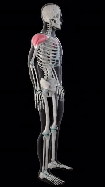 Esta Animación Muestra Los Músculos Deltoides Todo Cuerpo Del Hombre — Vídeos de Stock