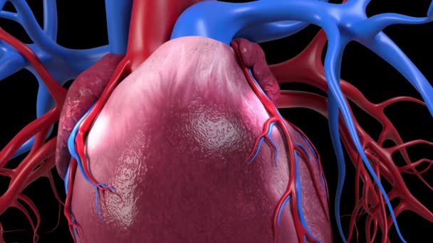 Animasyon Çift Kalp Baypasını Gösteriyor — Stok video