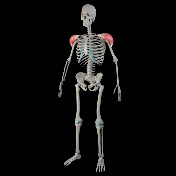 この3Dアニメーションは男性のボビーのデルトイド筋肉を示しています — ストック写真