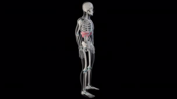Questa Animazione Mostra Muscoli Del Diaframma Tutto Corpo Dell Uomo — Video Stock