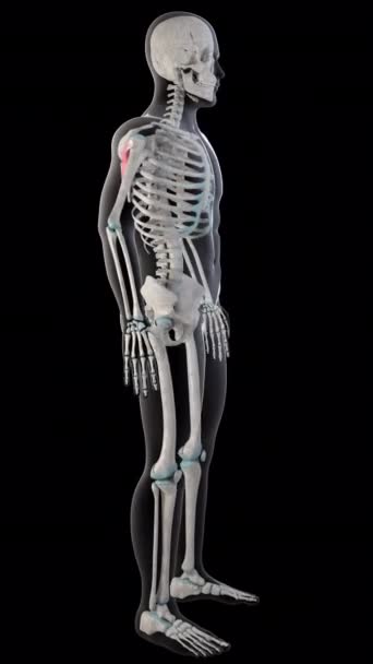 Deze Animatie Toont Infraspinatus Spieren Het Hele Lichaam Van Man — Stockvideo