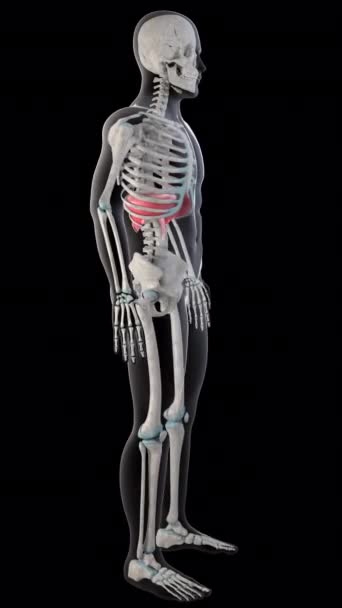 Animasyon Tüm Erkek Vücudundaki Diyafram Kaslarını Gösteriyor — Stok video