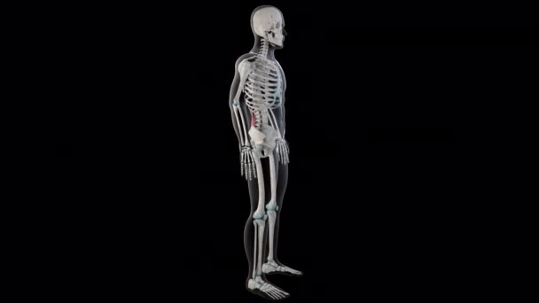 Animasyon Tüm Insan Vücudundaki Kuadratus Lumborum Kaslarını Gösteriyor — Stok video
