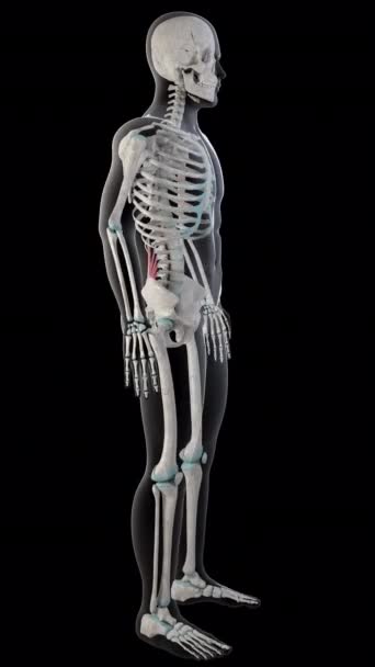 Diese Animation Zeigt Die Quadratus Hexenschuss Muskeln Ganzen Körper Des — Stockvideo