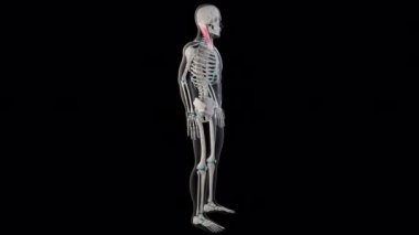 Bu 3D animasyon tüm insan vücudundaki sternokleidomastoid kaslarını gösteriyor.
