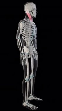 Bu 3D animasyon tüm insan vücudundaki sternokleidomastoid kaslarını gösteriyor.