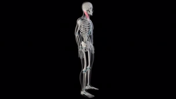 Denna Animation Visar Sternocleidomastoid Muskler Hela Kroppen — Stockvideo