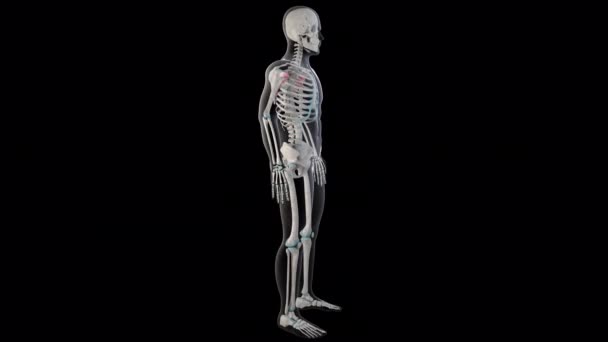 Boyutlu Animasyon Insan Vücudundaki Subscapularis Kaslarını Gösteriyor — Stok video