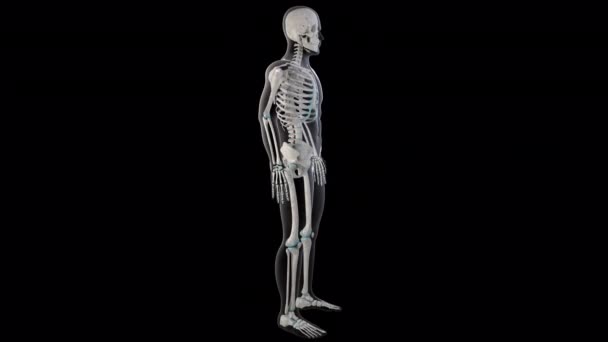 Boyutlu Animasyon Insan Vücudundaki Supraspinatus Kaslarını Gösteriyor — Stok video