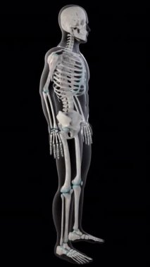 Bu 3 boyutlu animasyon teres tüm insan vücudundaki küçük kasları gösteriyor.