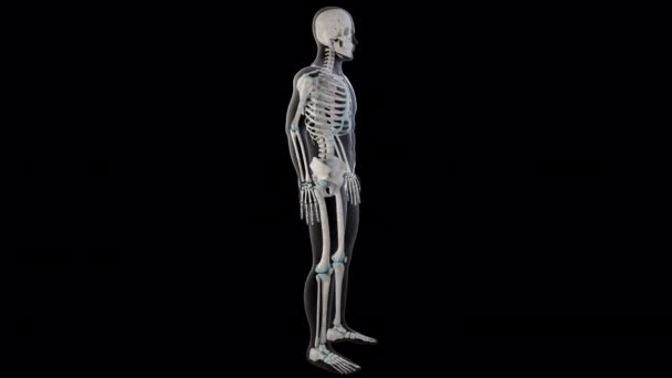 Animation Shows Teres Major Muscles Whole Man Body — Stock Video
