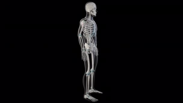 Diese Animation Zeigt Die Kleineren Muskeln Ganzen Körper Des Mannes — Stockvideo