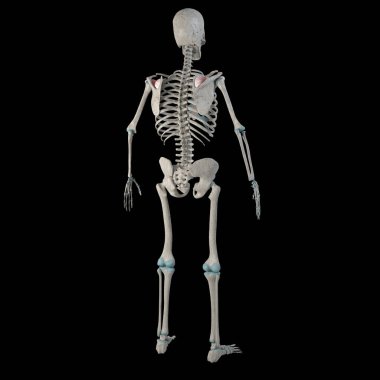 Bu 3D çizim, erkek bir insanın üzerindeki supraspinatus kaslarını gösteriyor.