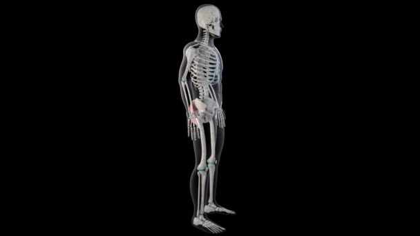 这个3D动画展示的是整个人类身体上的谷类肌肉 — 图库视频影像