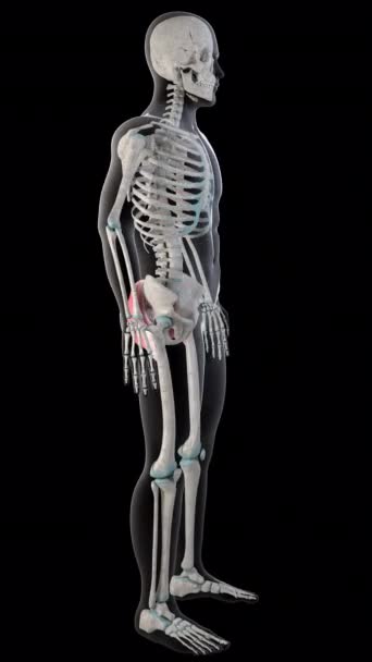 Questa Animazione Mostra Muscoli Gluteo Maximus Tutto Corpo Dell Uomo — Video Stock
