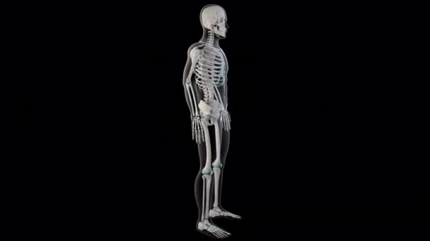 Esta Animação Mostra Músculos Gemelares Superiores Inferiores Todo Corpo Homem — Vídeo de Stock