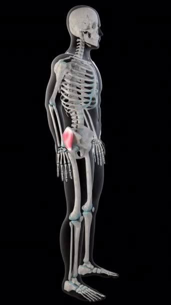 3D动画展示的是整个人体内的谷类中层肌肉 — 图库视频影像
