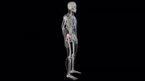 Esta Animação Mostra Músculos Glúteos Mínimos Todo Corpo Homem — Vídeo de Stock