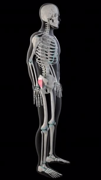这个3D动画展示了整个人体上的谷类小肌肉 — 图库视频影像