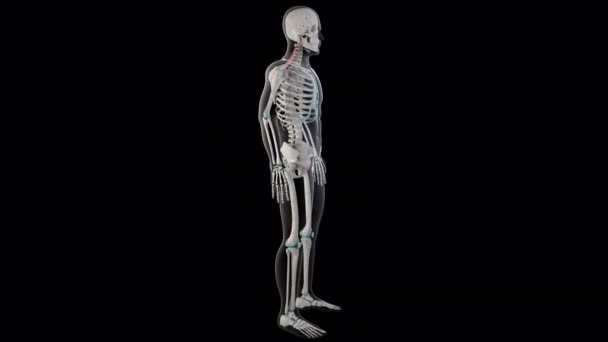 Diese Animation Zeigt Die Levator Schulterblatt Muskeln Ganzen Körper Des — Stockvideo