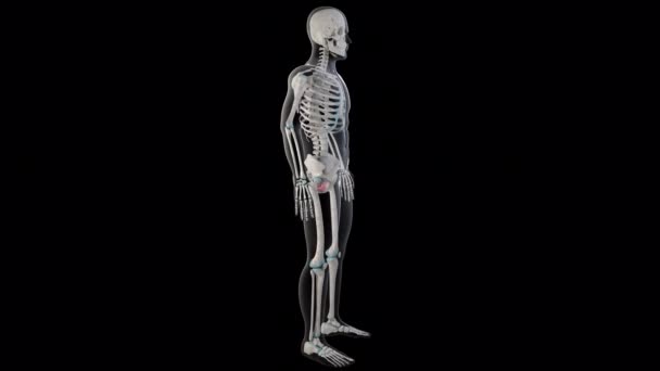 Esta Animação Mostra Músculos Externos Obturadores Todo Corpo Homem — Vídeo de Stock