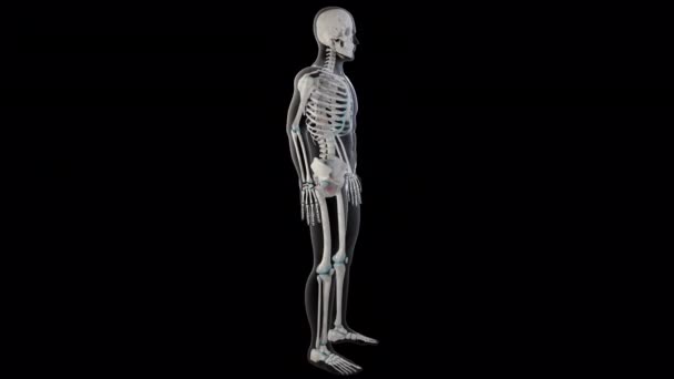 Esta Animação Mostra Músculos Internos Obturador Todo Corpo Homem — Vídeo de Stock