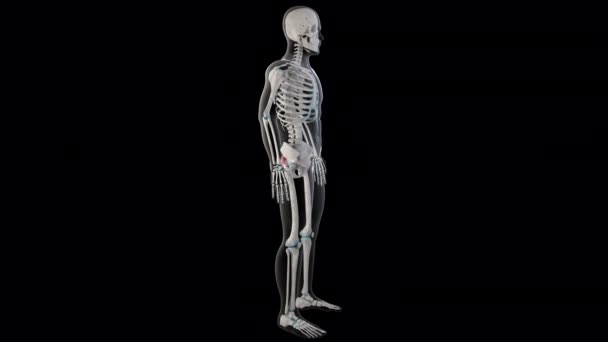 Esta Animación Muestra Los Músculos Piriformis Todo Cuerpo Del Hombre — Vídeo de stock
