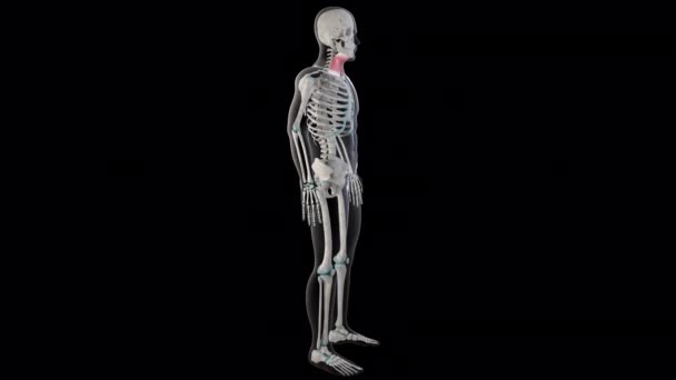 Animasyon Tüm Insan Vücudundaki Platysma Kaslarını Gösteriyor — Stok video