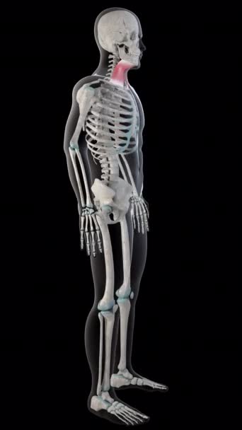 Questa Animazione Mostra Muscoli Platysma Tutto Corpo Dell Uomo — Video Stock