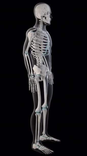Animacja Pokazuje Mięśnie Kości Udowej Czworoboka Całym Ciele Mężczyzny — Wideo stockowe
