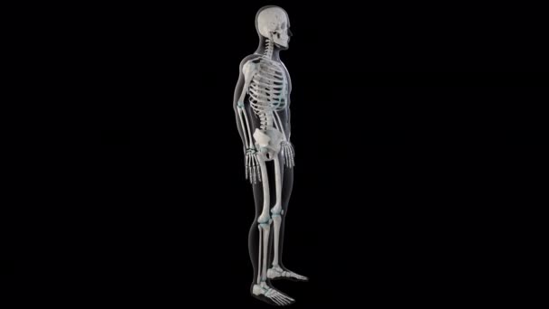 3D动画展示的是整个人体的股四角肌 — 图库视频影像